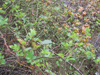 The leaves of this multiflora rose bush can be used to make a delicious tea in the wintertime