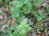 Lemon balm is found growing over the paths