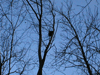 A small nest atop a tree