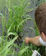 Ichthyology member testing the water pH